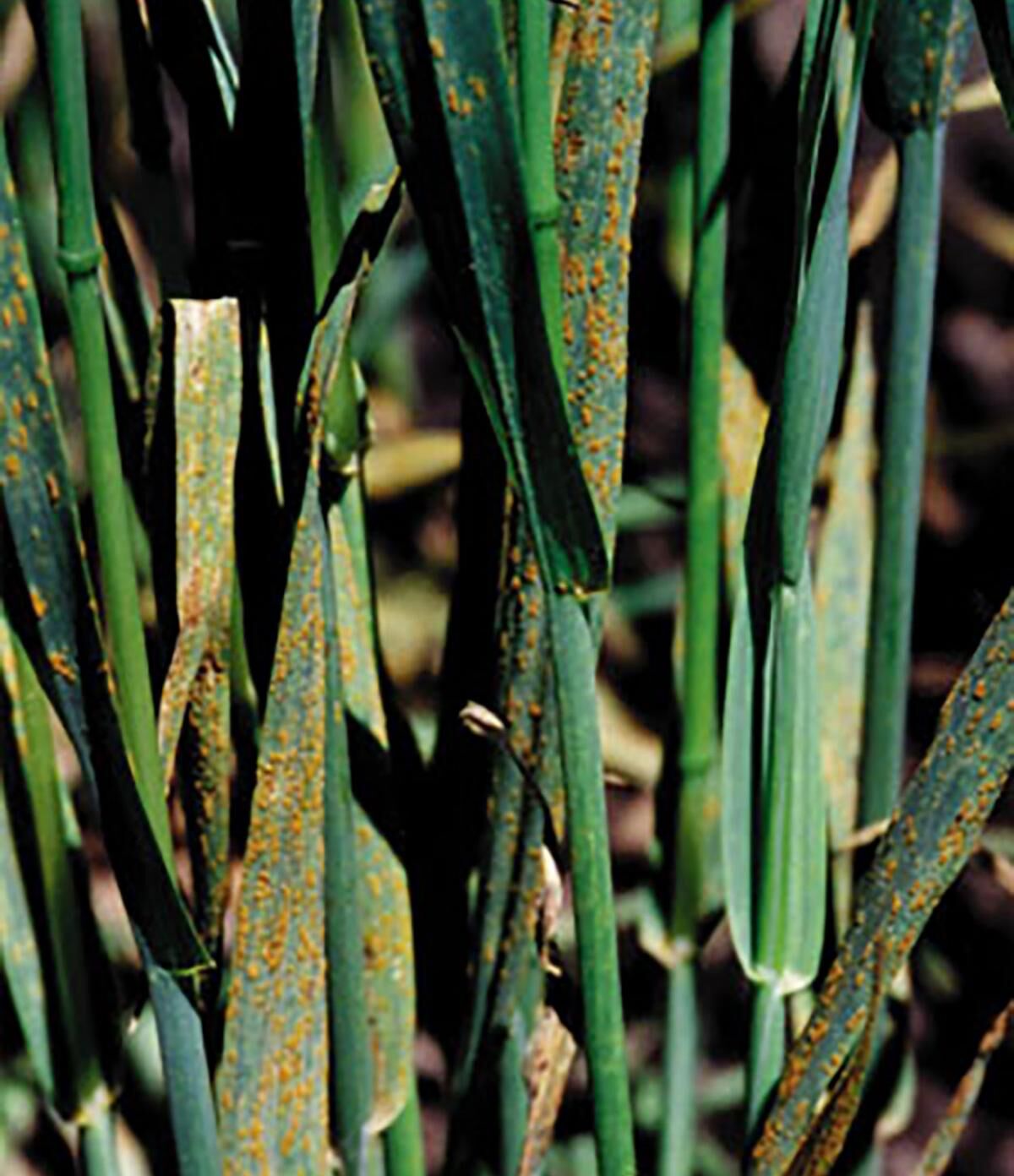 Mngmnt Crown Rust Oats